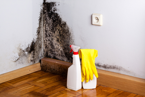 how to find mold and mildew