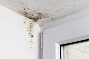 locate mold and mildew at home